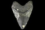 Large, Fossil Megalodon Tooth - North Carolina #108951-2